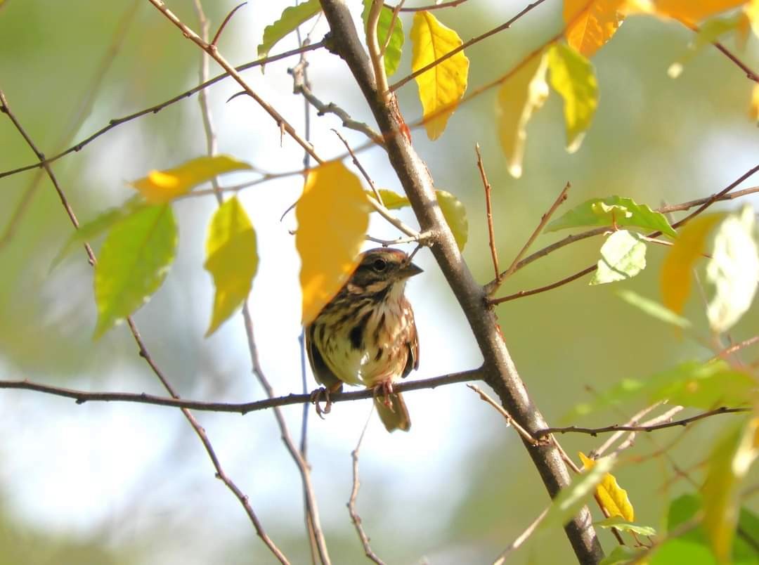 Song Sparrow - Heidi Tarasiuk