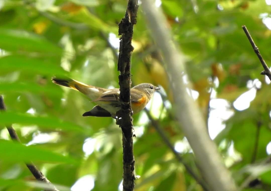 American Redstart - Heidi Tarasiuk