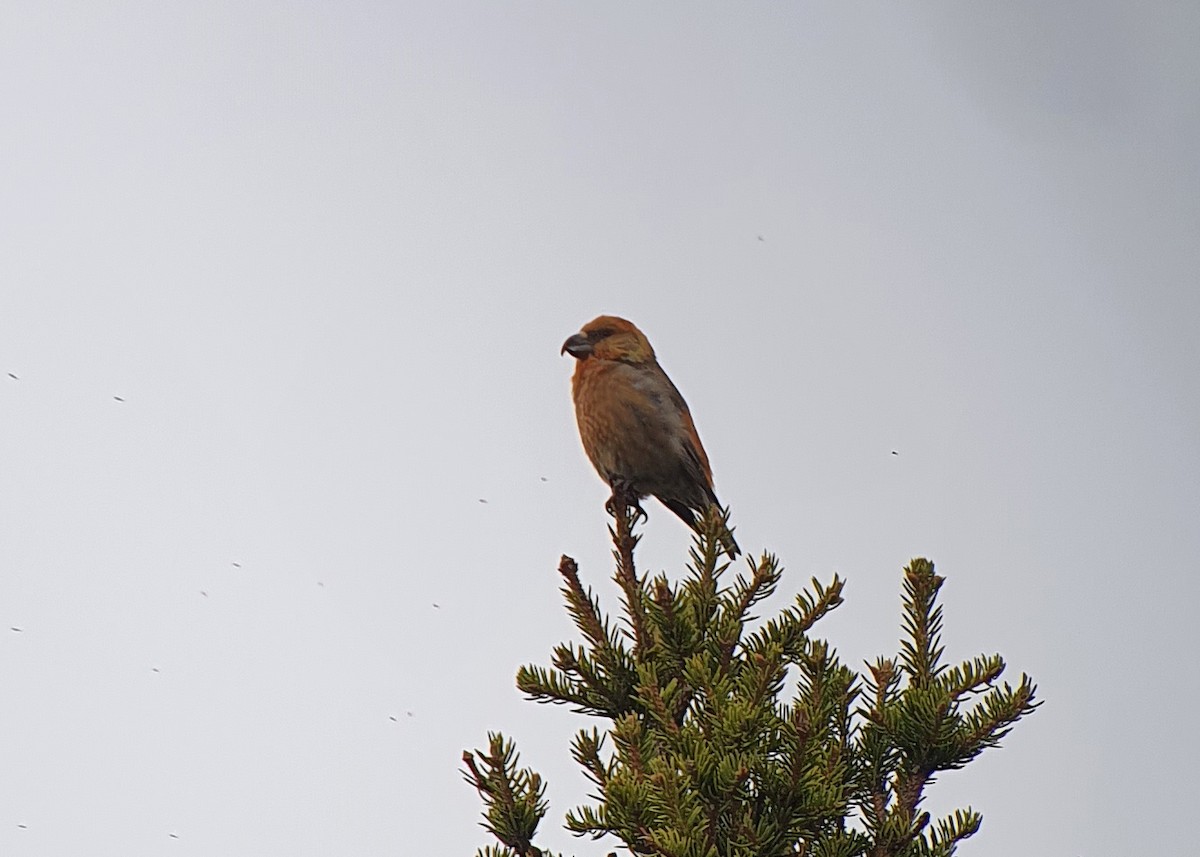 Parrot Crossbill - ML623714293