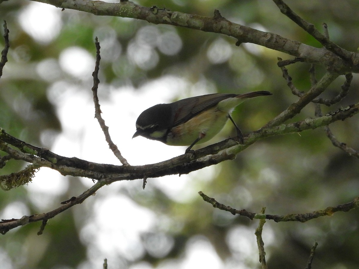 Red-tailed Vanga - Francesco Barberini