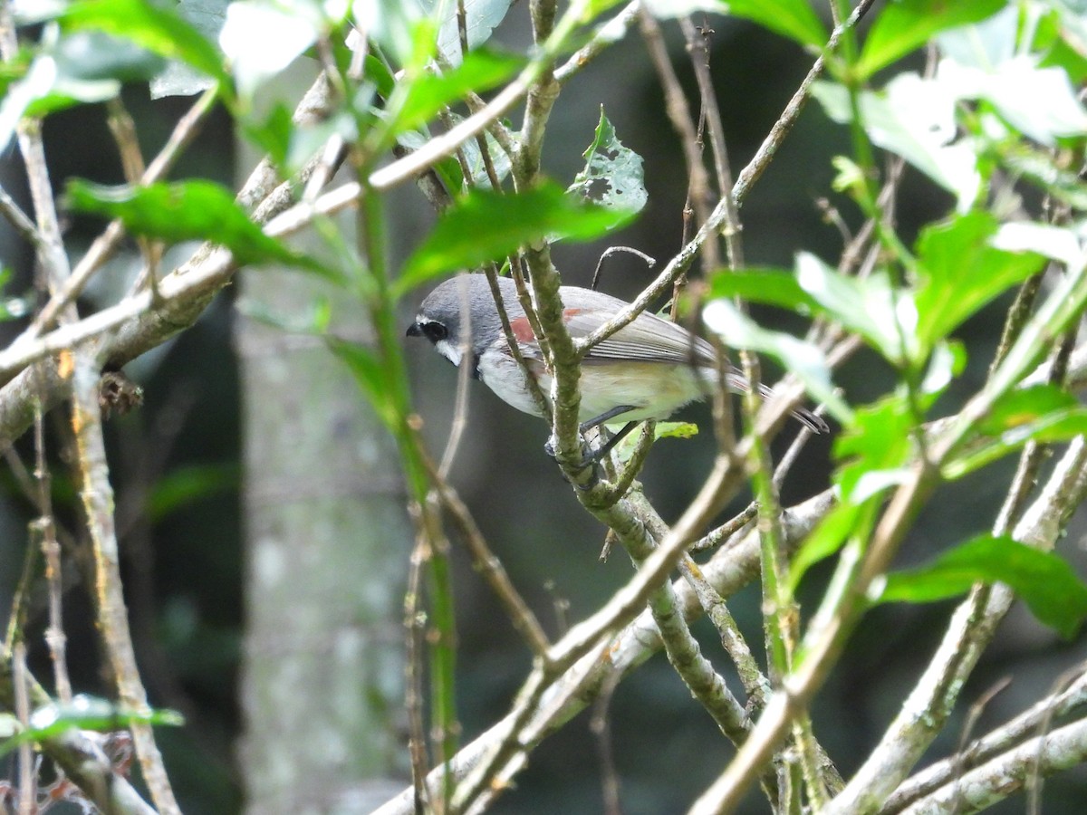 Red-tailed Vanga - ML623714337