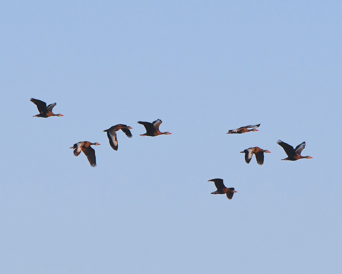 Black-bellied Whistling-Duck - ML623714343