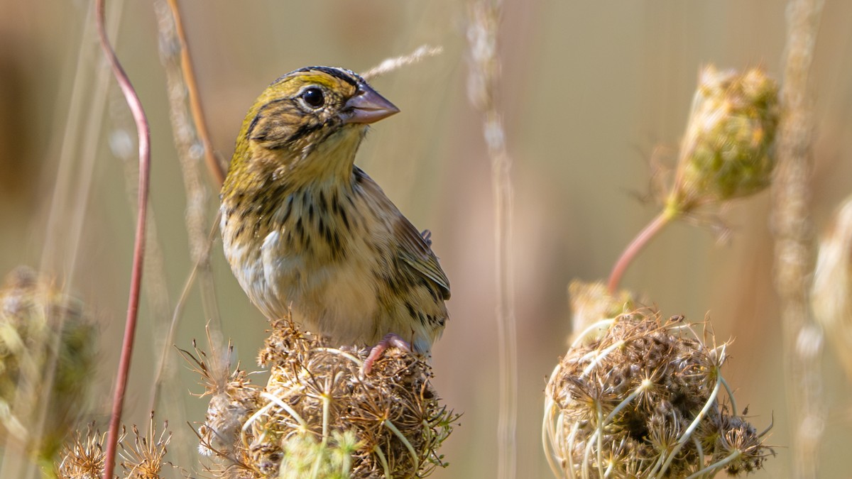 Henslow's Sparrow - Paul Clifford