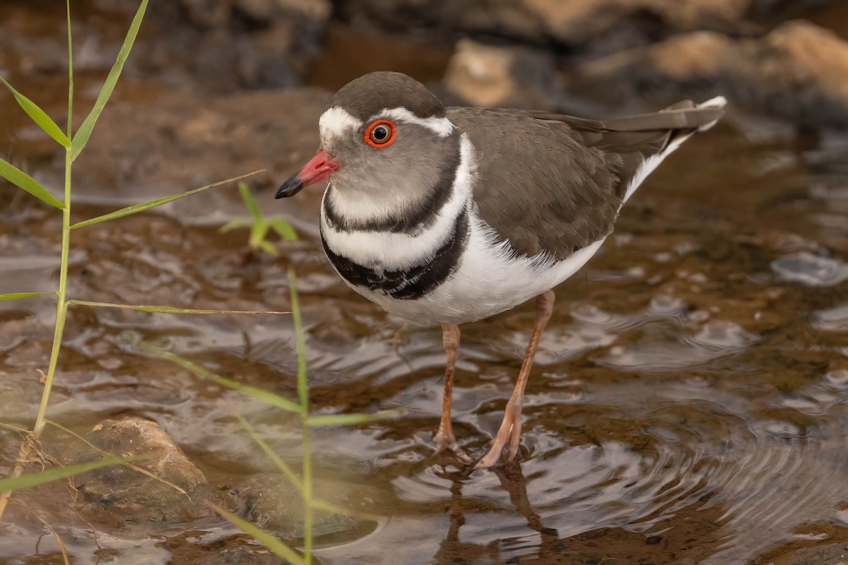 Three-banded Plover - ML623714365