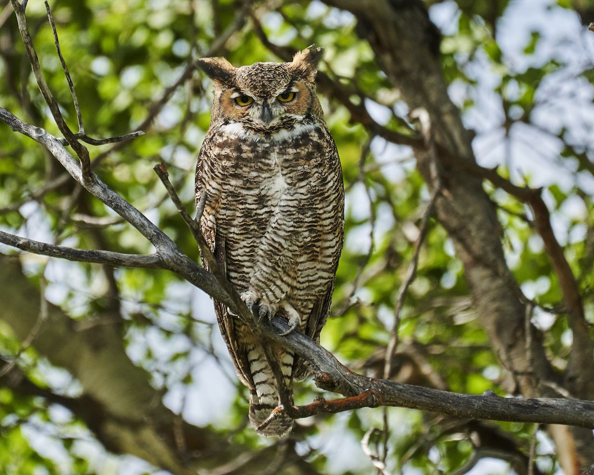 Great Horned Owl - ML623714380