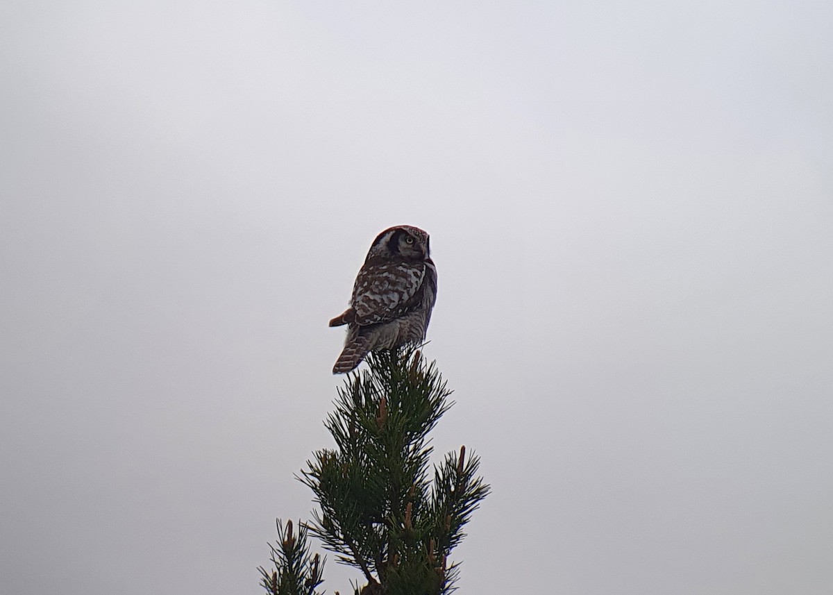 Northern Hawk Owl (Eurasian) - Livio Rey