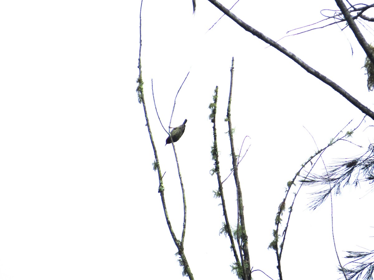 Red-capped Flowerpecker - ML623714430