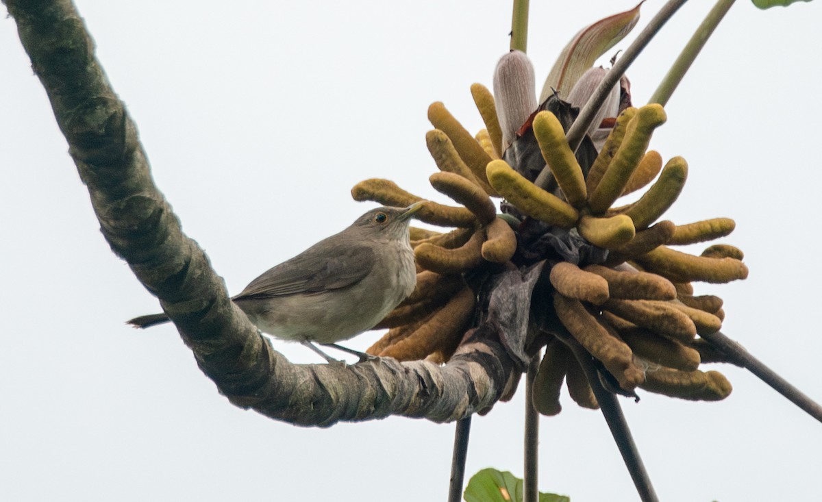 Ecuadorian Thrush - ML623714449