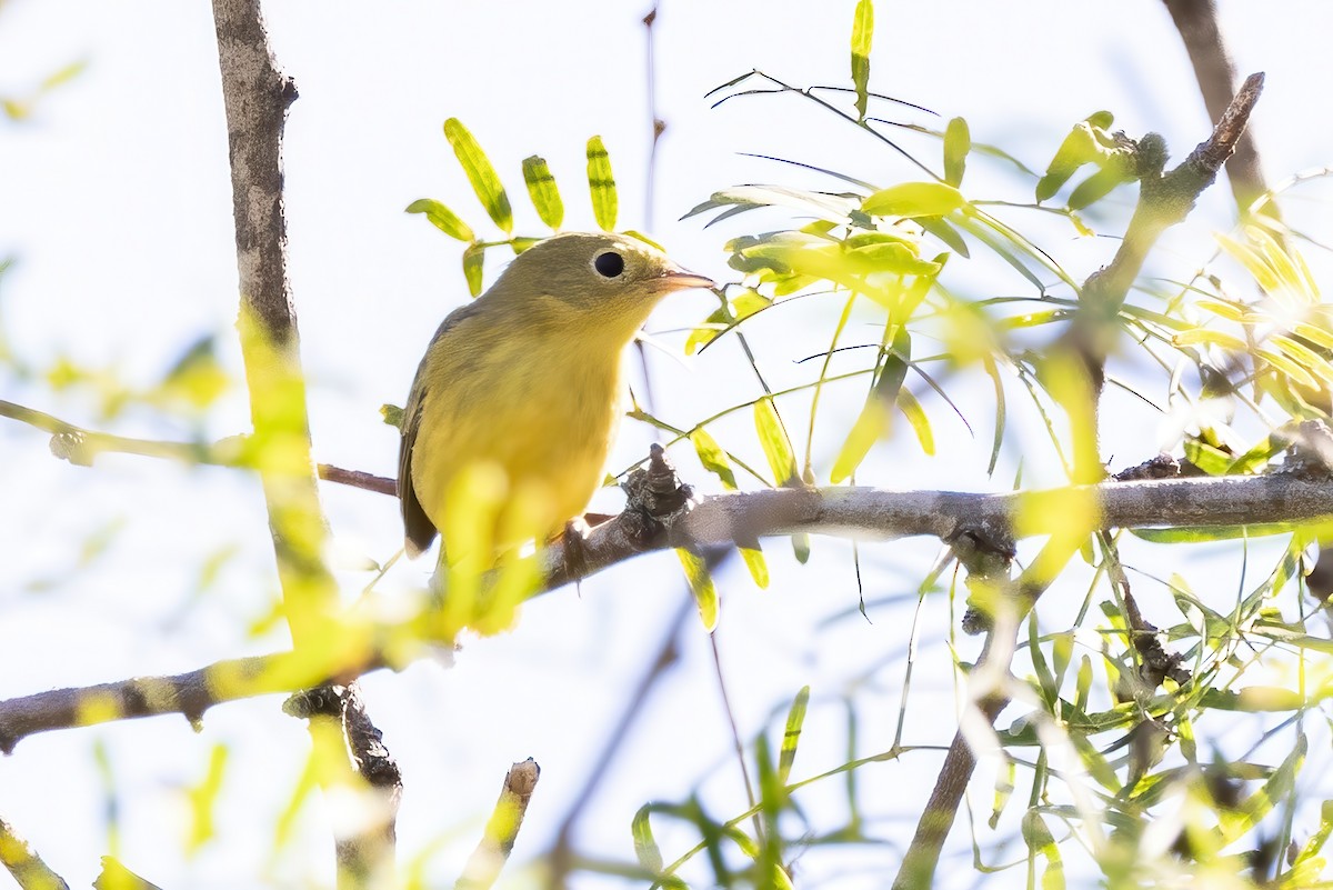 Yellow Warbler - ML623714459