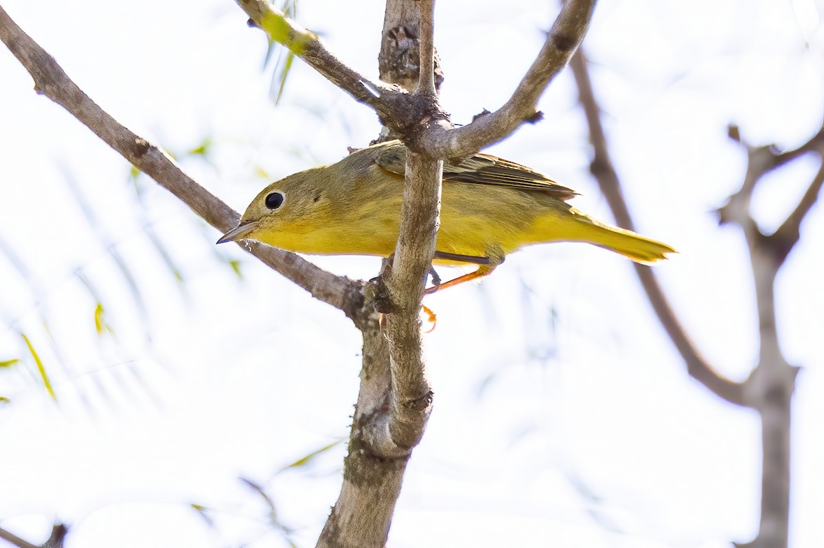 Yellow Warbler - ML623714462