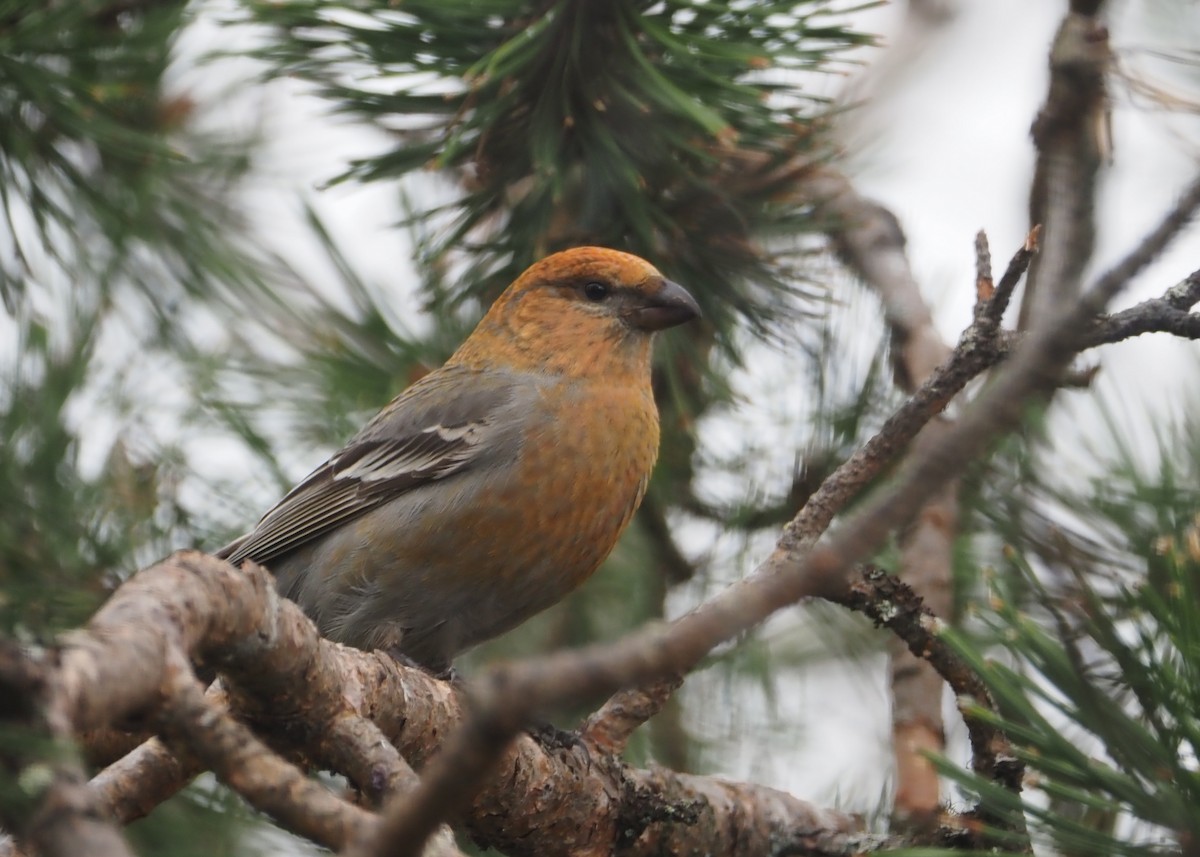 Pine Grosbeak (Eurasian) - ML623714464