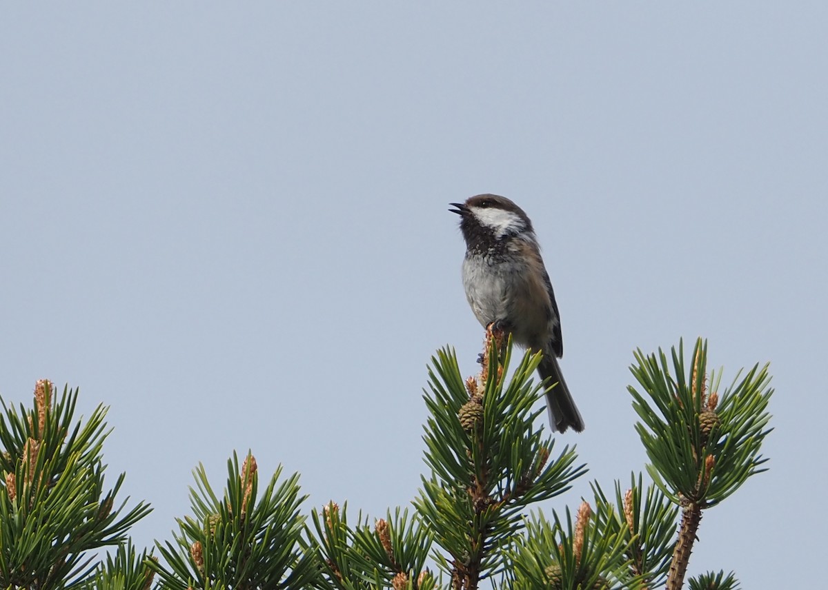 Gray-headed Chickadee - ML623714494