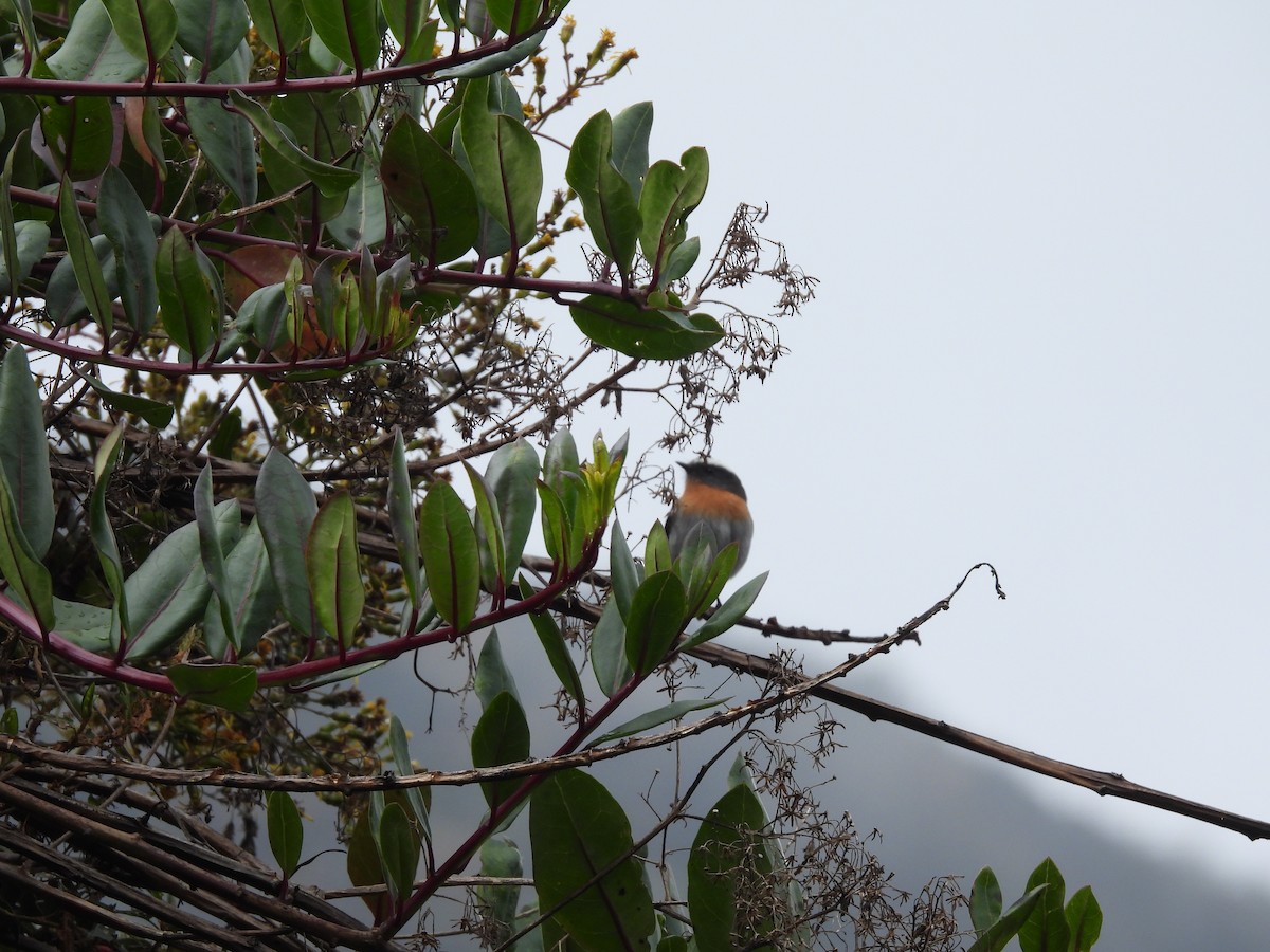 Rufous-breasted Chat-Tyrant - Bev Agler