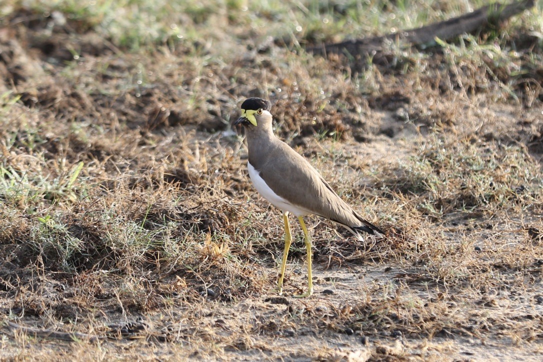 Yellow-wattled Lapwing - ML623714544