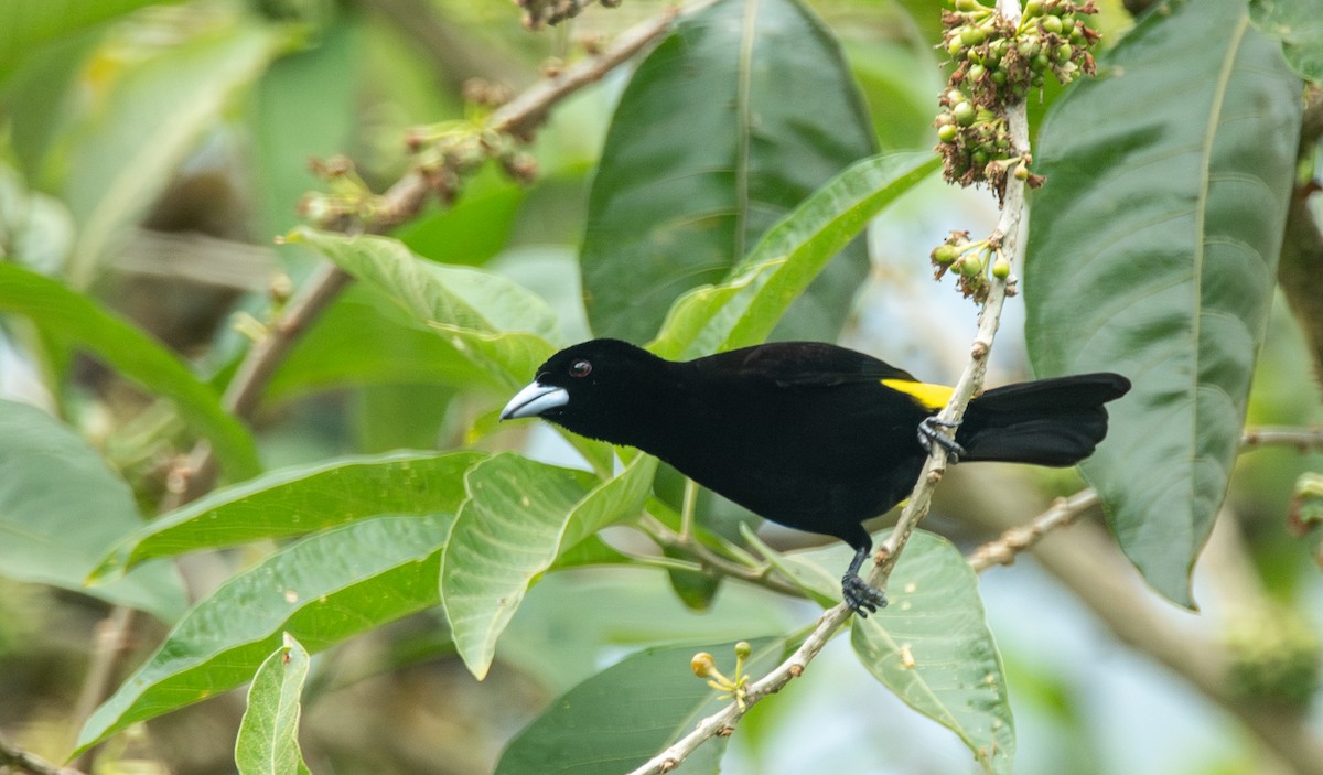 Flame-rumped Tanager - Travis Vance