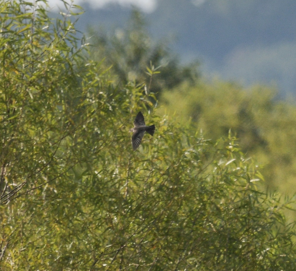 Northern Rough-winged Swallow - ML623714554