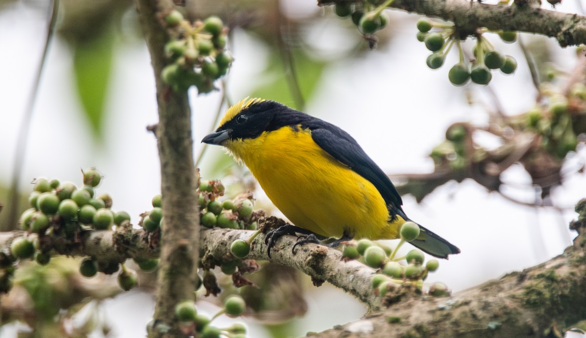 Thick-billed Euphonia - ML623714557