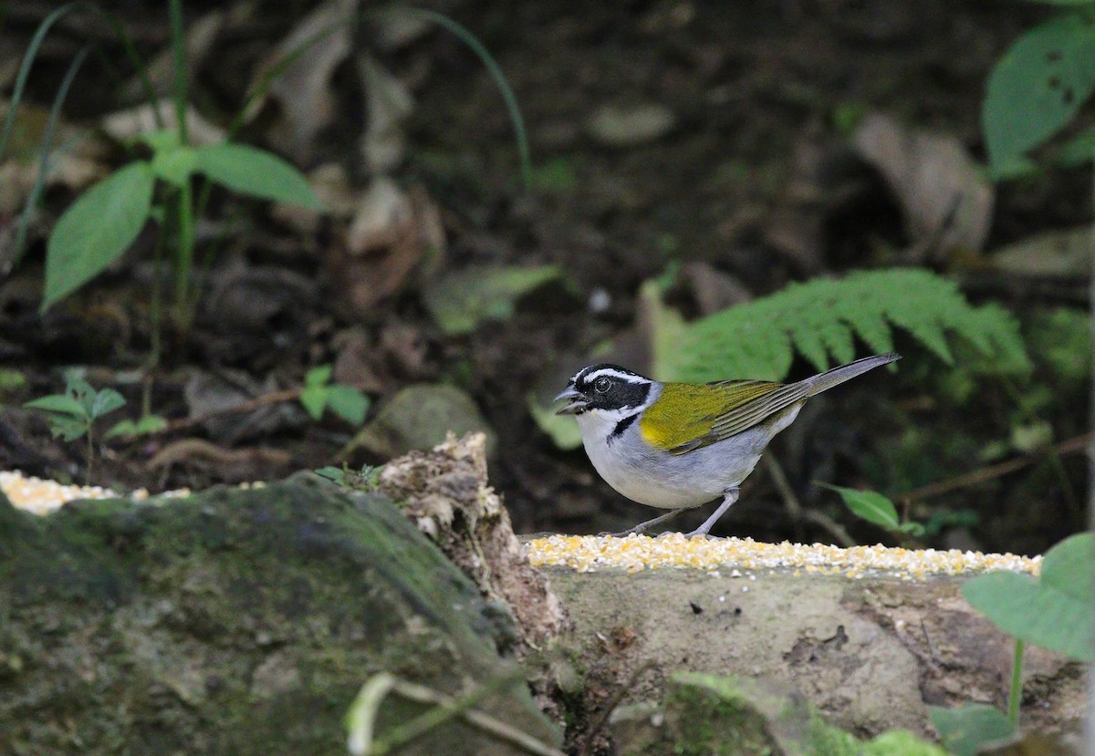 Tohi silencieux (taciturnus/nigrirostris) - ML623714601