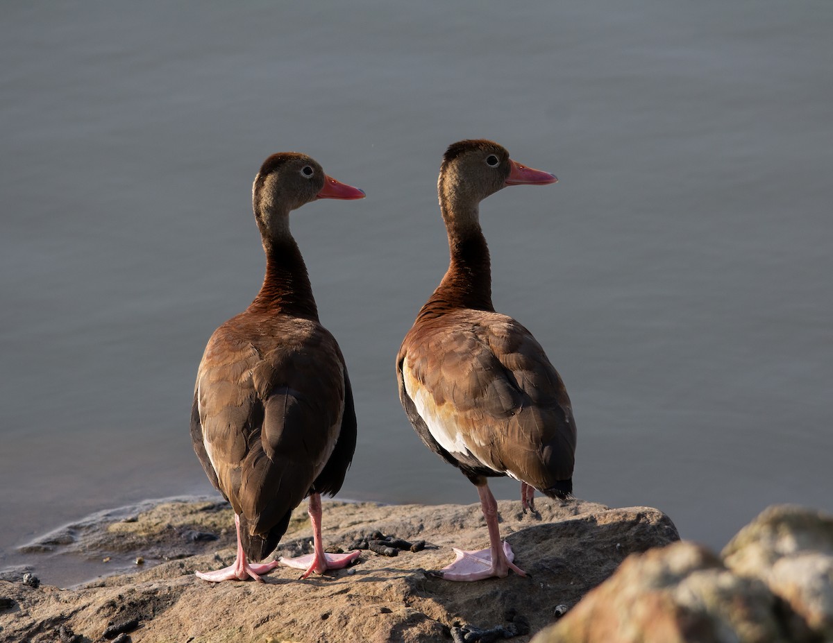 Black-bellied Whistling-Duck - Andrew Wood