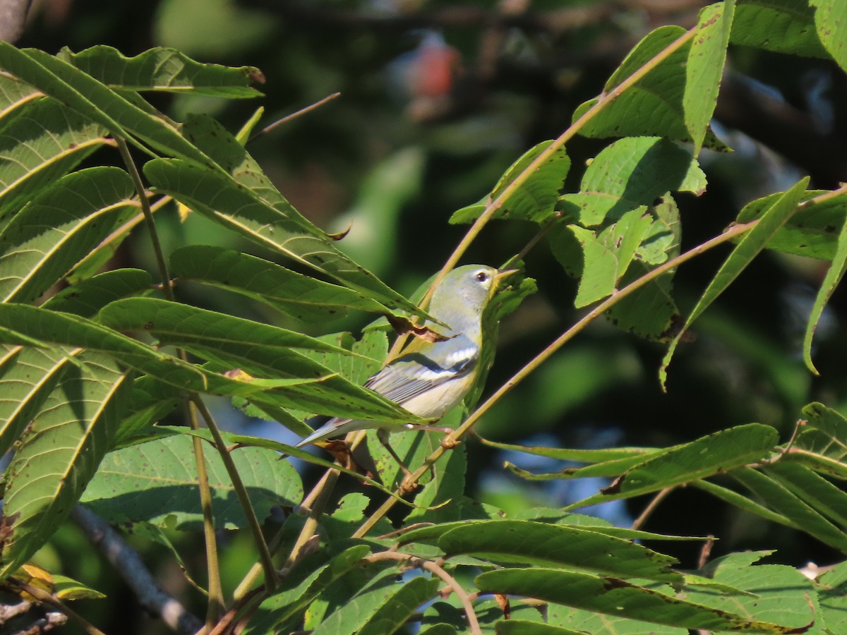 Northern Parula - ML623714618