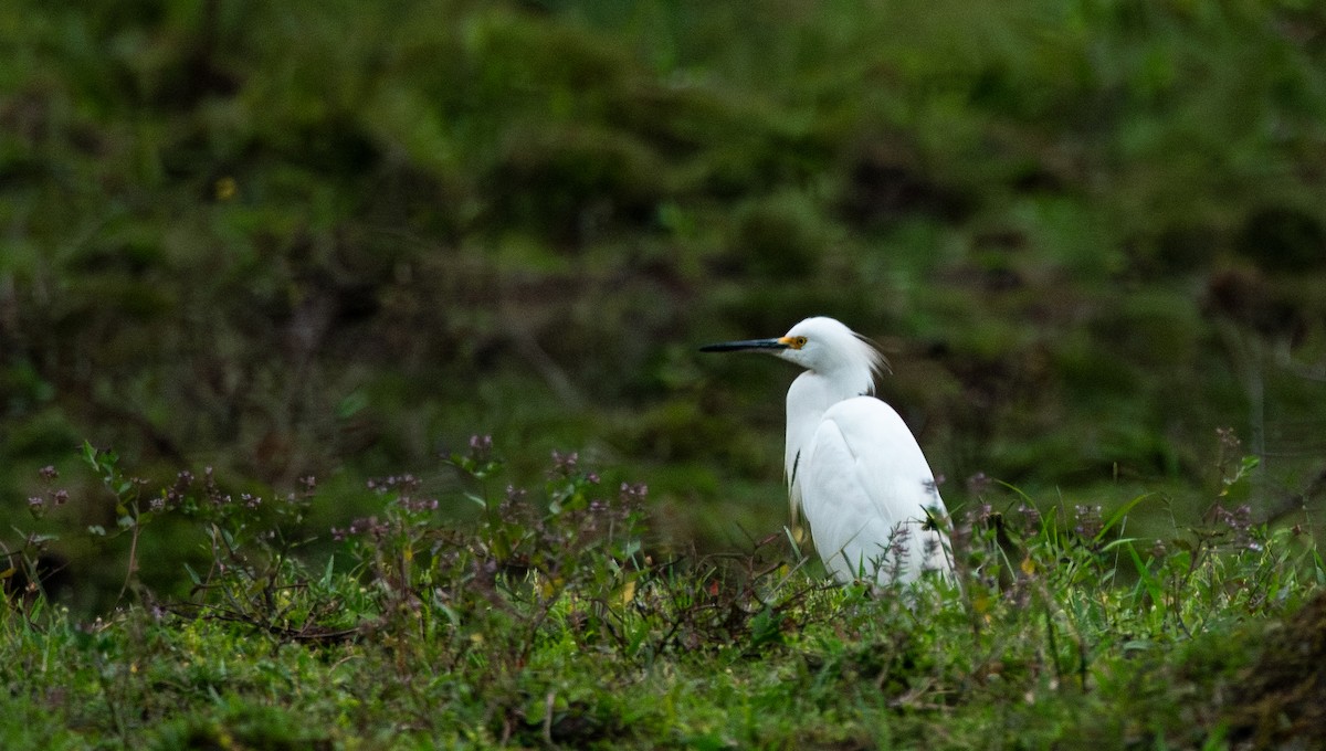 Snowy Egret - ML623714677