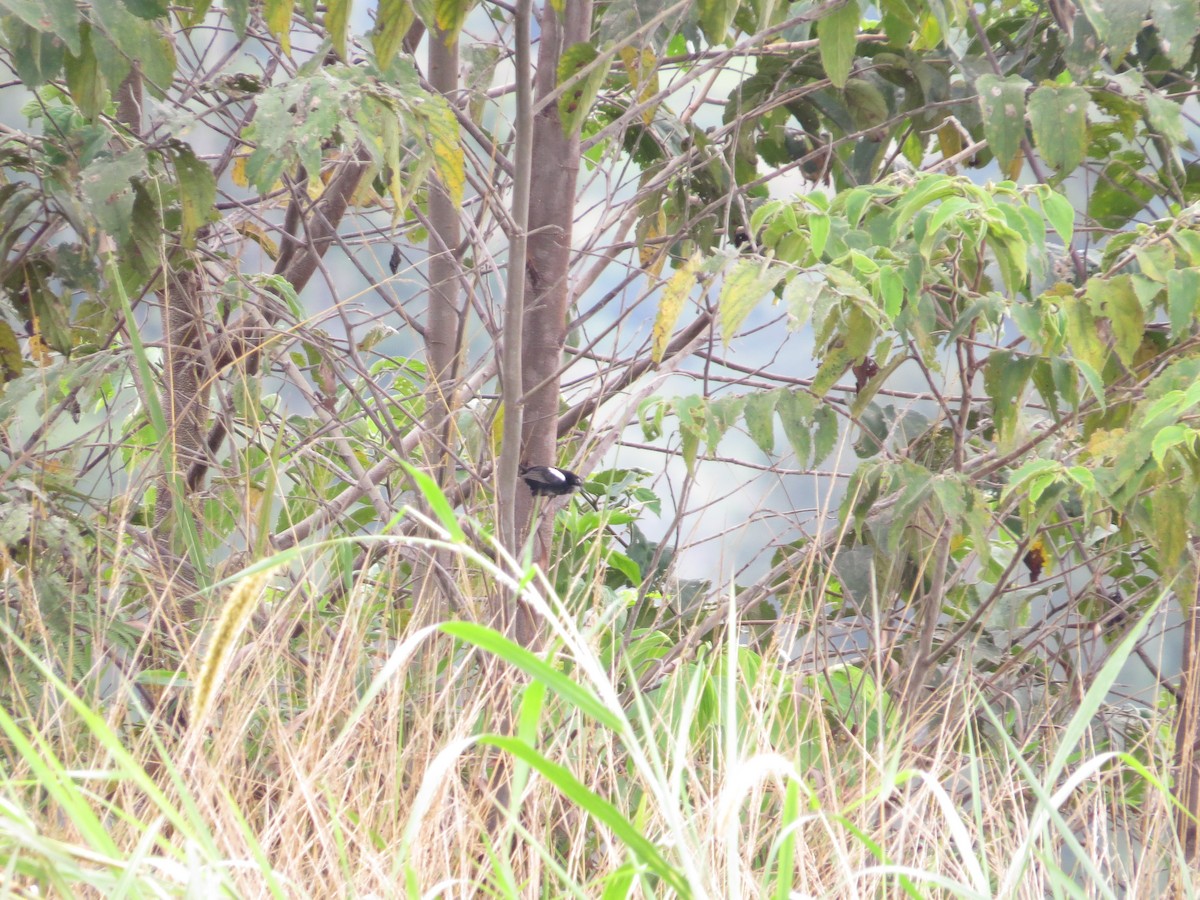 White-shouldered Fairywren - ML623714711