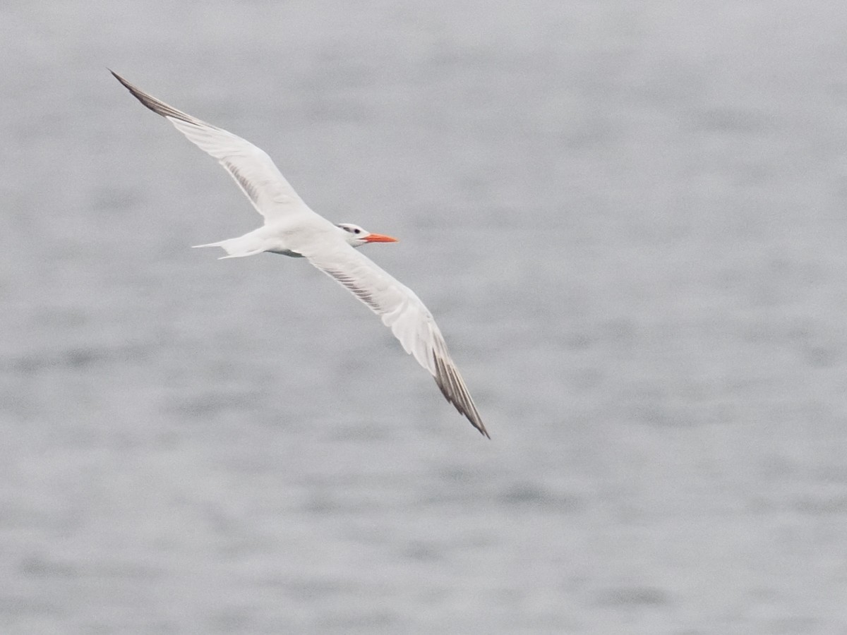 Royal Tern - Keith Parker