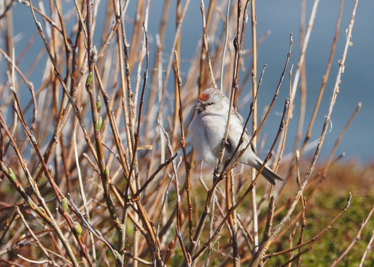 Hoary Redpoll - ML623714733