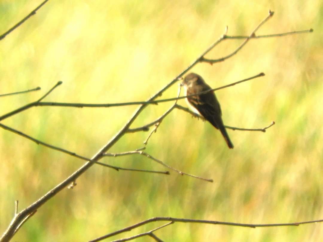 Eastern Phoebe - ML623714765