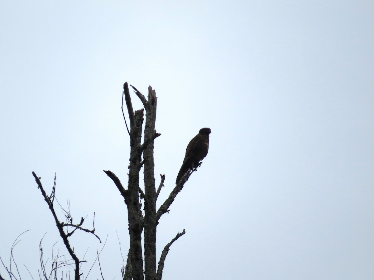 Brown Falcon - ML623714808