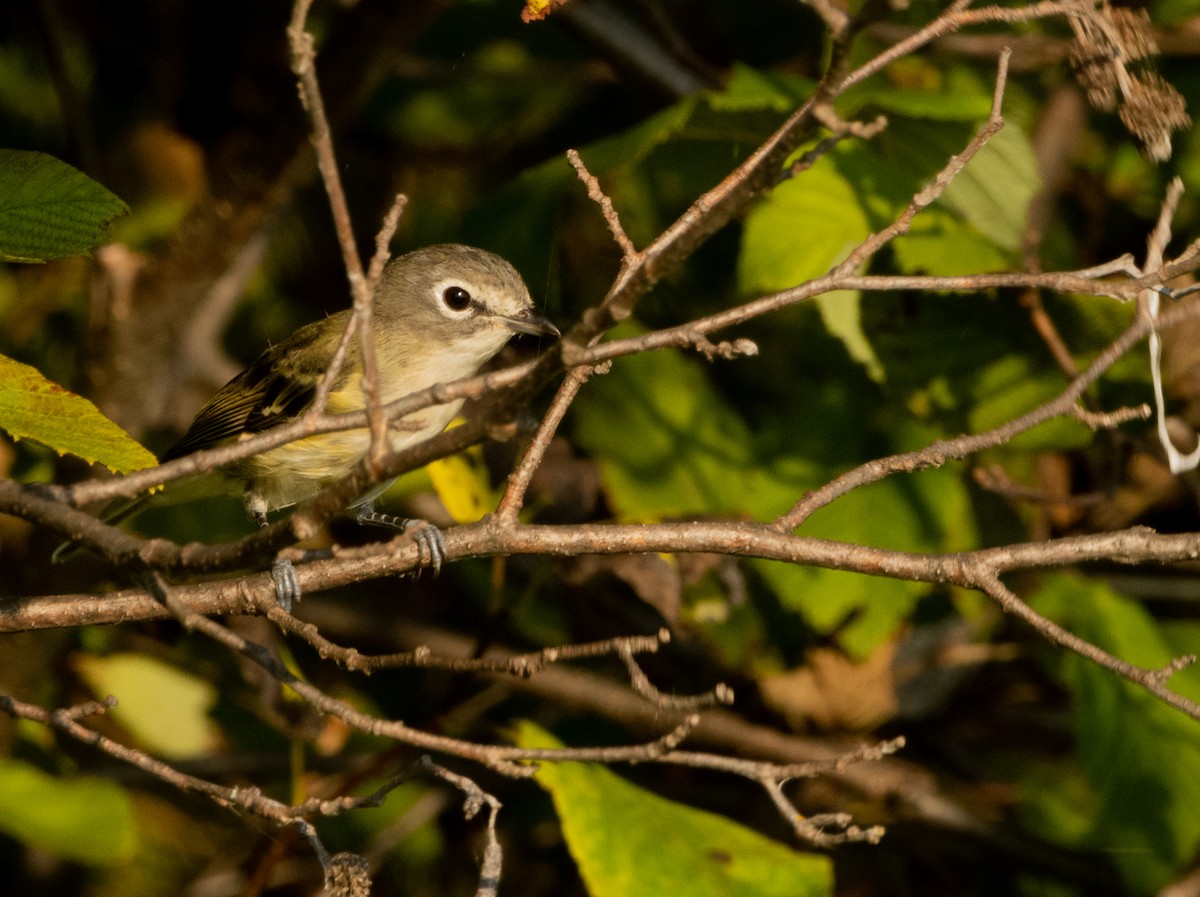 Blue-headed Vireo - ML623714824