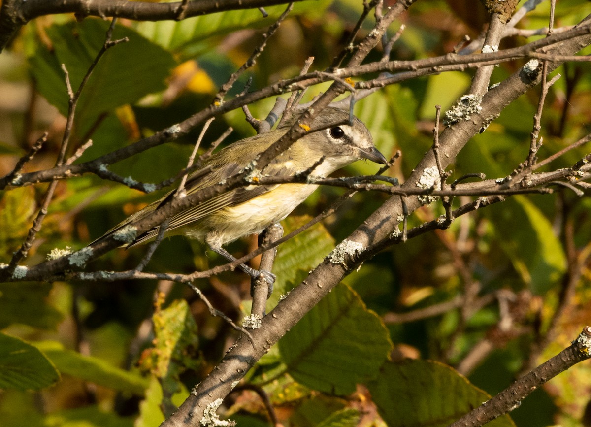 Blue-headed Vireo - ML623714825