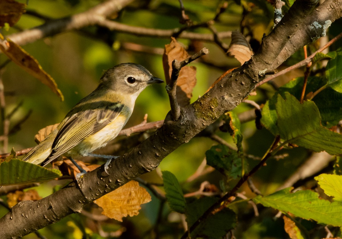 Blue-headed Vireo - ML623714826