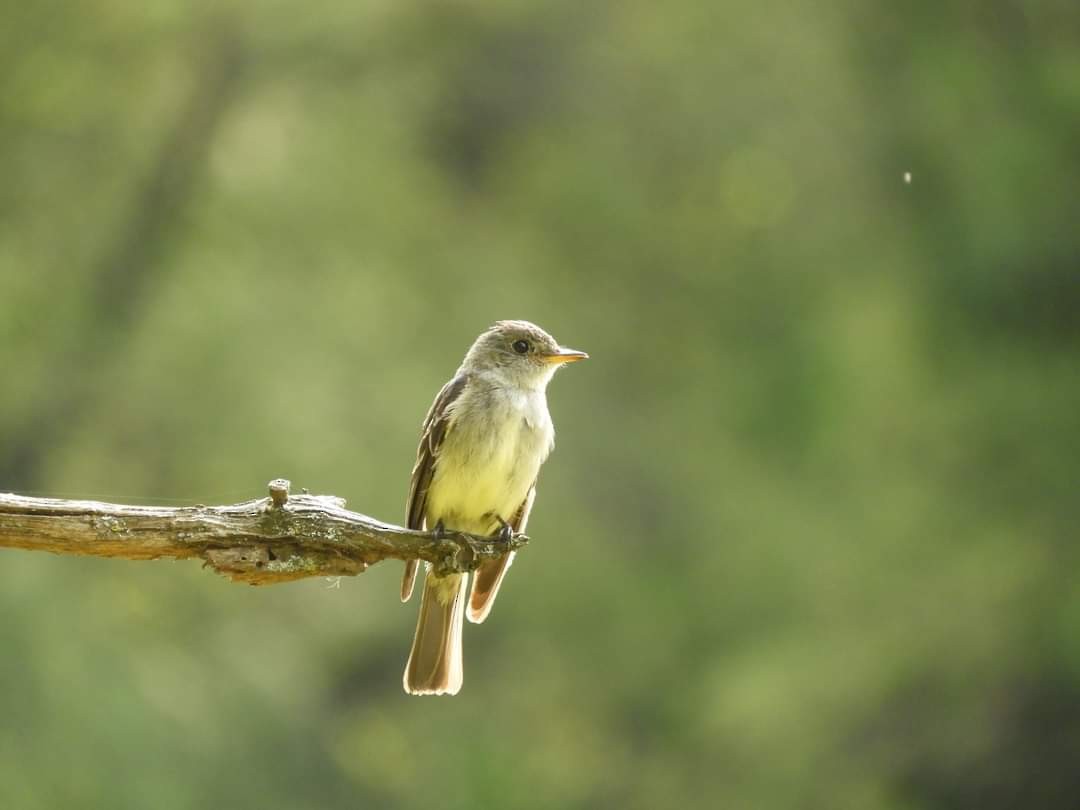 Eastern Wood-Pewee - Heidi Tarasiuk