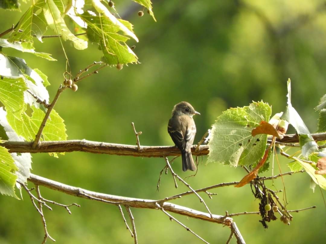 Eastern Wood-Pewee - ML623714851