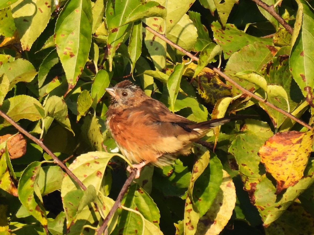 Eastern Towhee - ML623714852