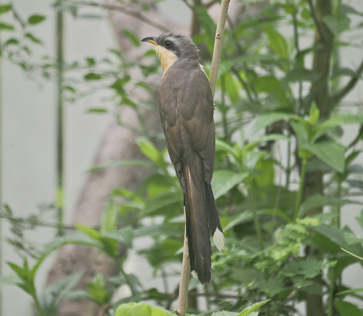 Mangrove Cuckoo - ML623714858