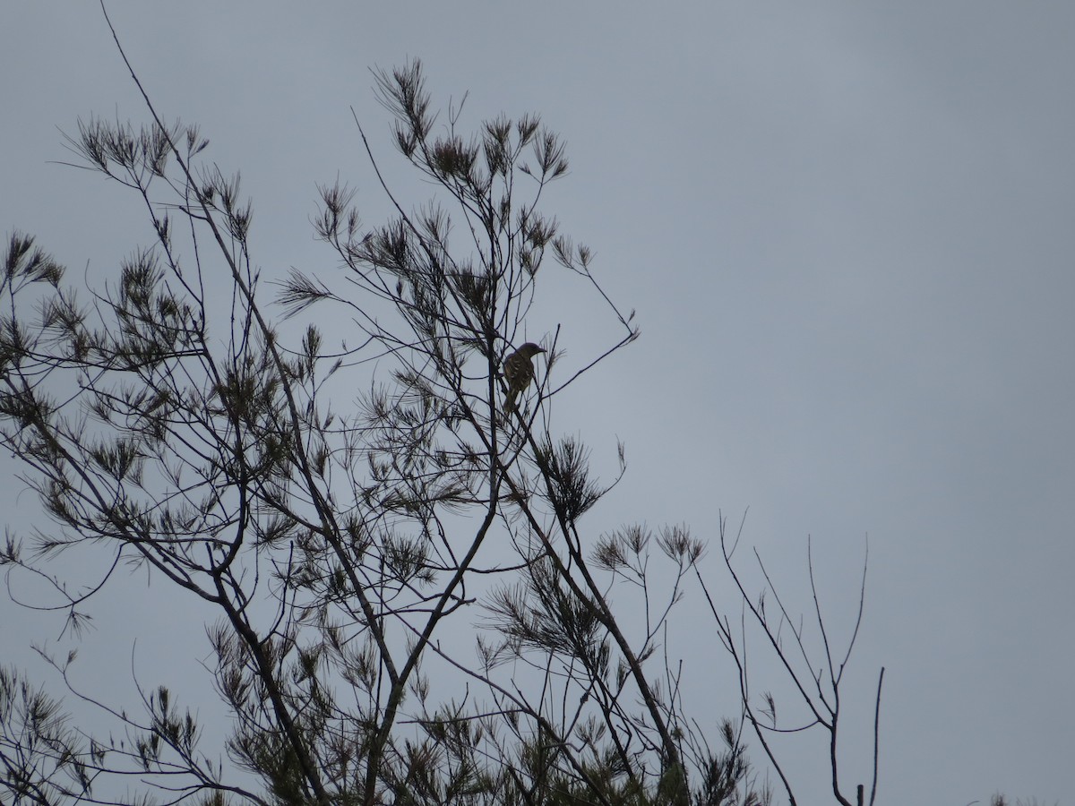 Yellow-breasted Bowerbird - ML623714859