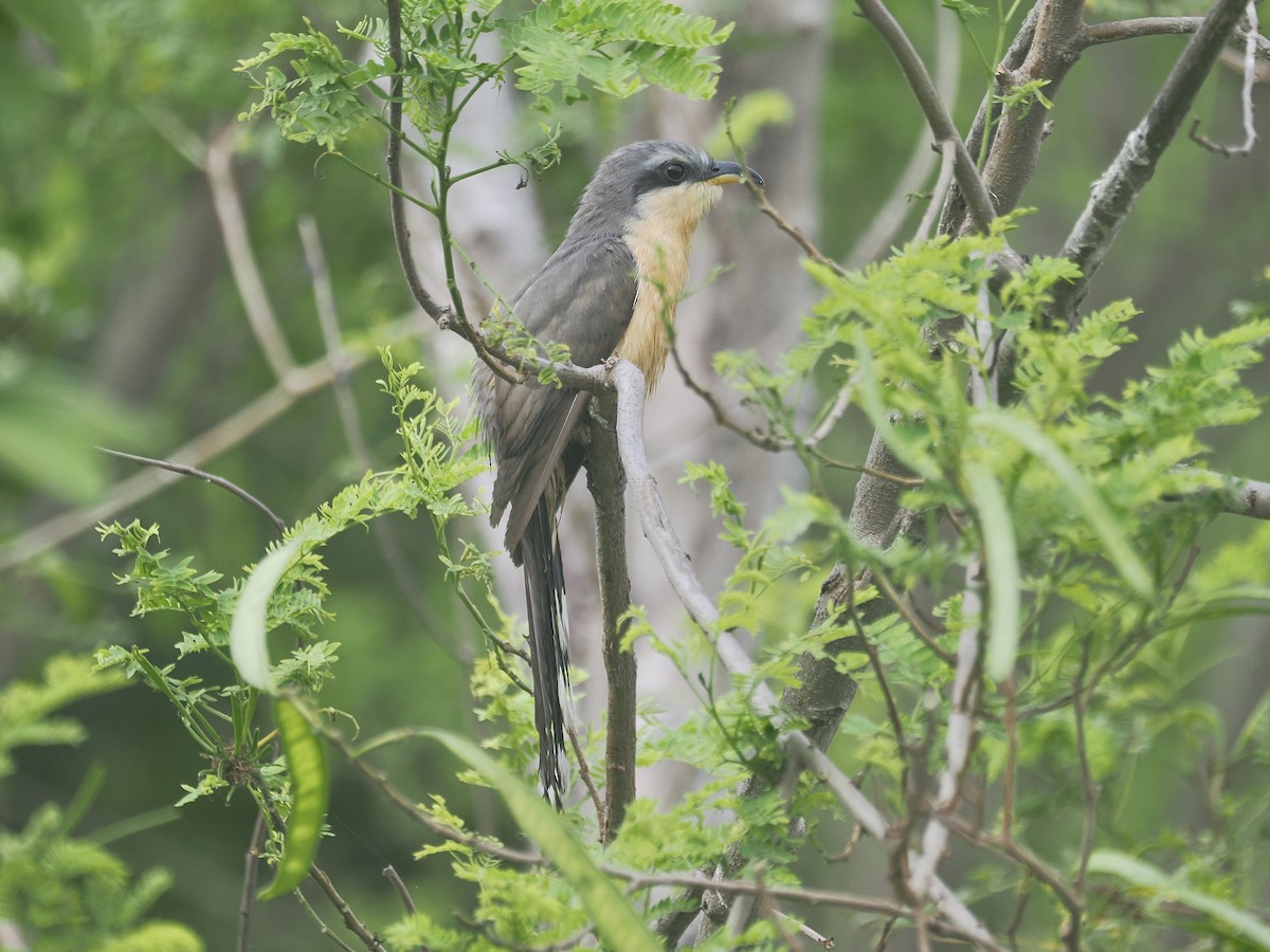 Mangrove Cuckoo - ML623714866