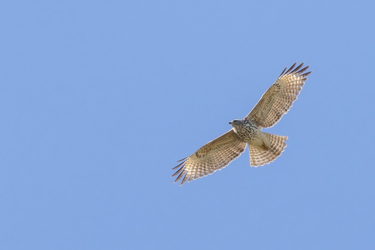 Red-shouldered Hawk - ML623714874