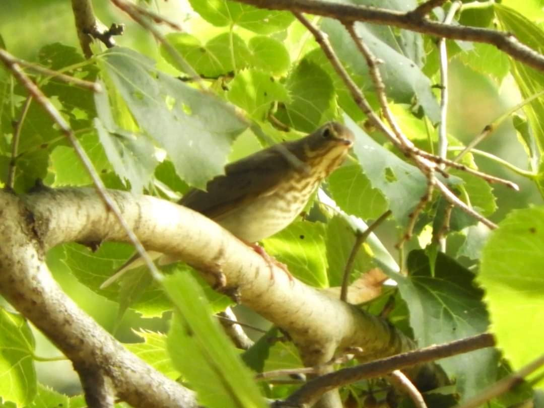 Swainson's Thrush - ML623714888