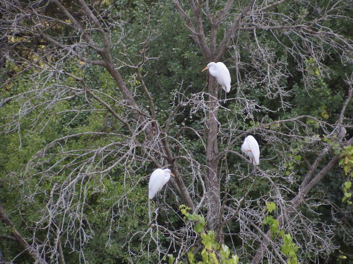 Great Egret - ML623714889