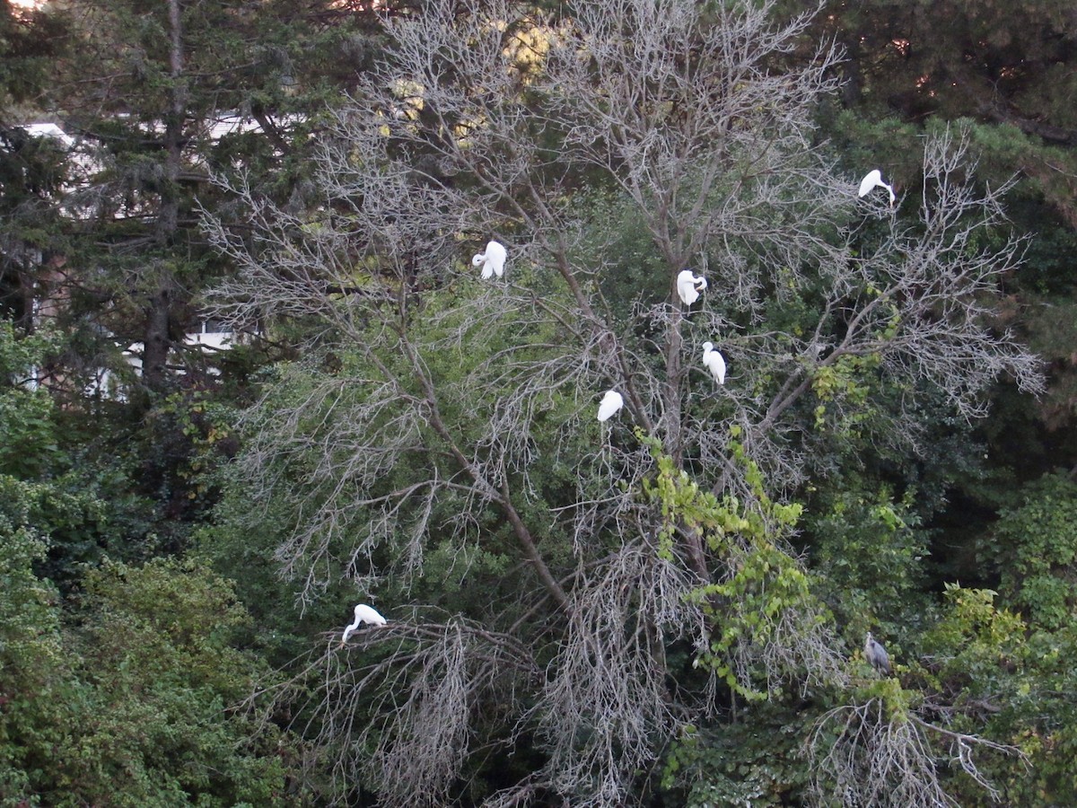 Great Egret - ML623714890