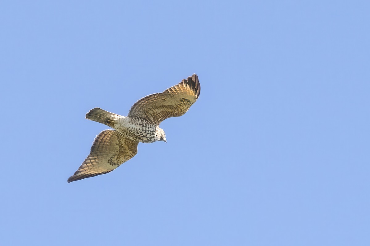 Red-shouldered Hawk - ML623714893