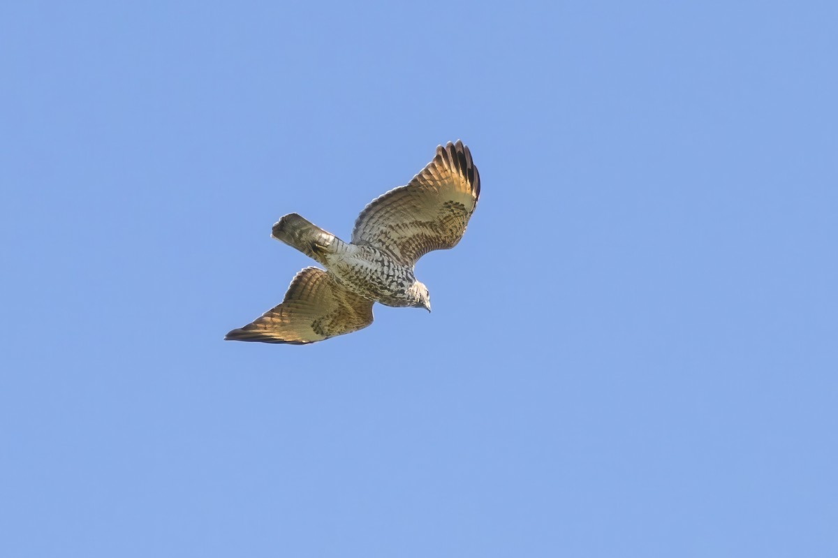 Red-shouldered Hawk - Sandy & Bob Sipe