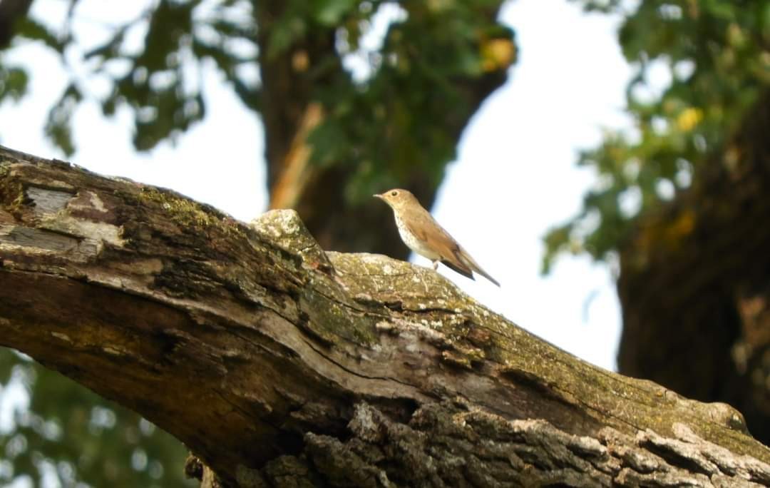 Swainson's Thrush - ML623714900