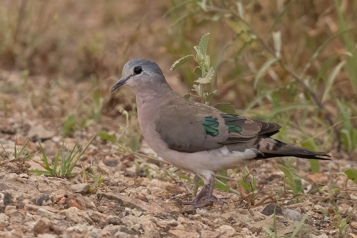 Emerald-spotted Wood-Dove - ML623714907