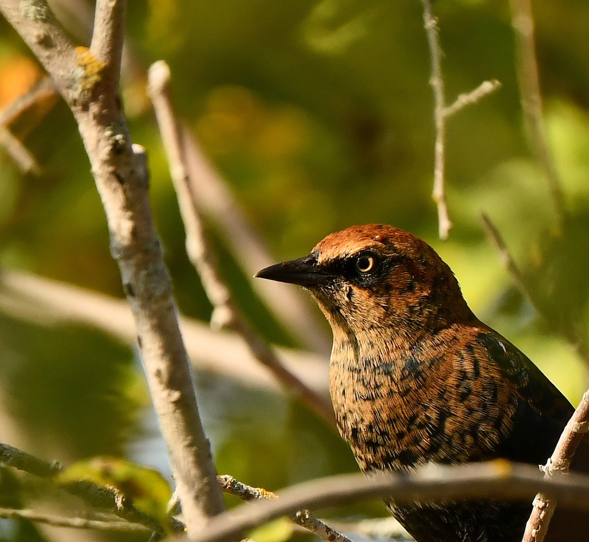 Rusty Blackbird - ML623714920