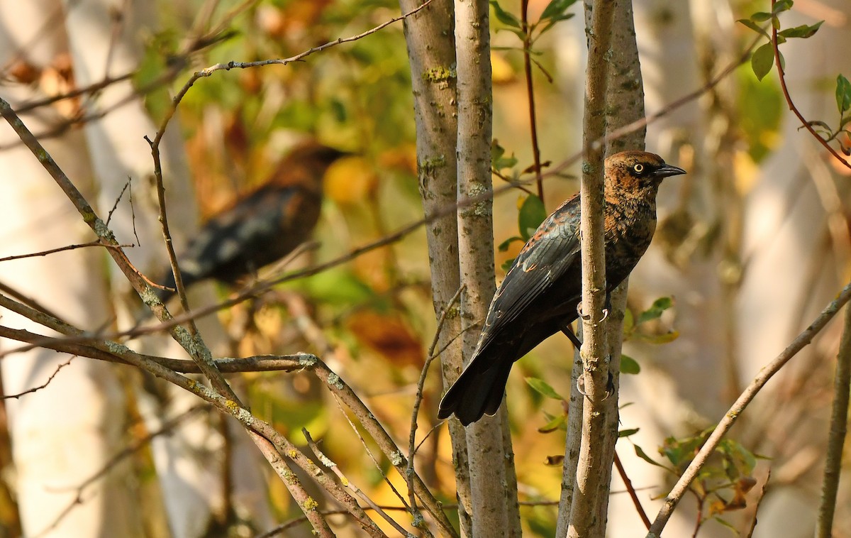 Rusty Blackbird - ML623714921