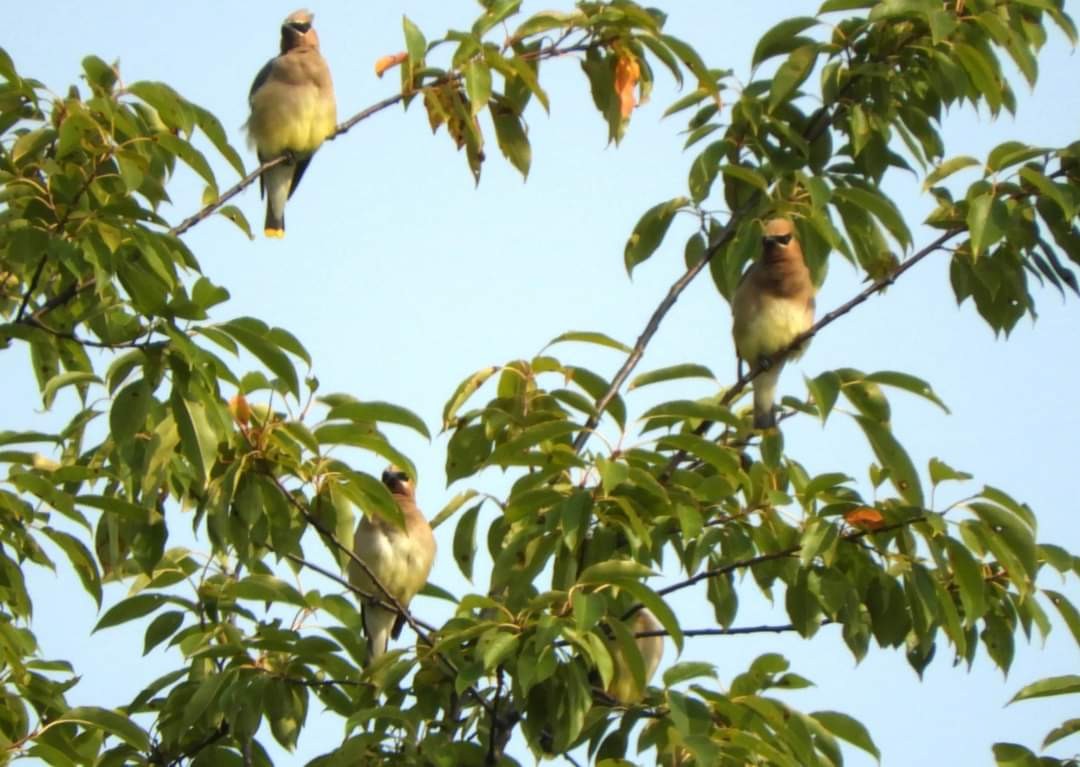 Cedar Waxwing - ML623714927